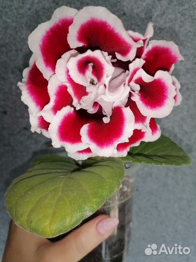 Глоксиния махровая