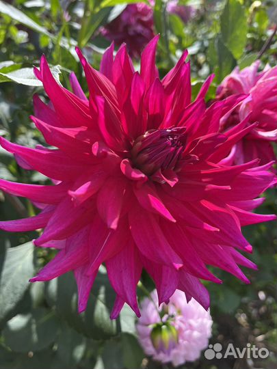 Георгины клубни