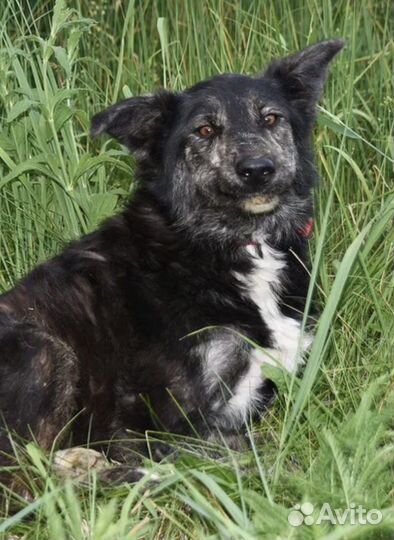 Собакча в добрые руки