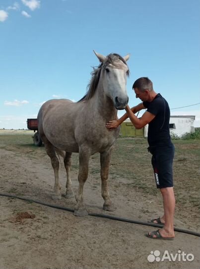Продам жеребца
