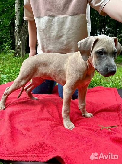 Американский питбультерьер щенки