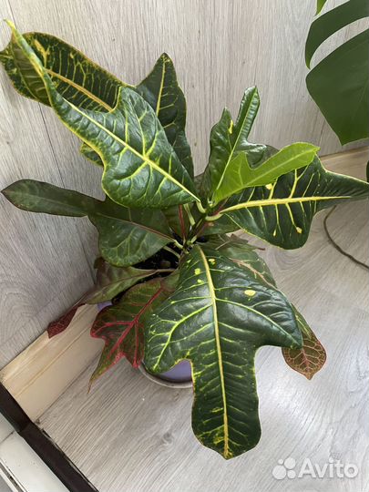 Кротон, фикус Белиз, Педилантус