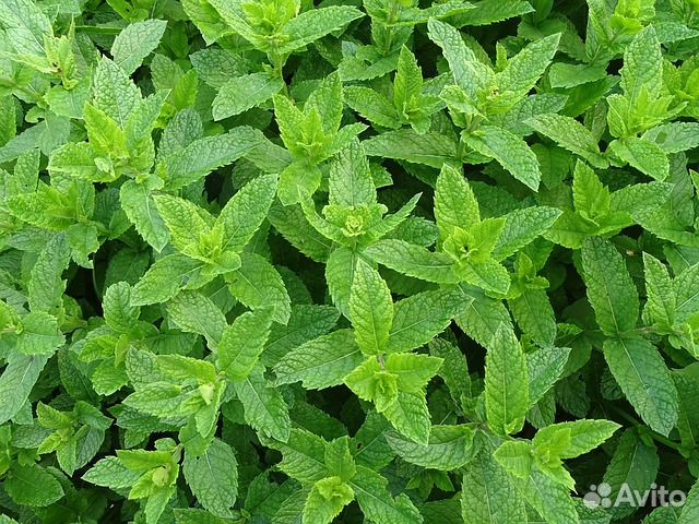 Рассада мяты (перечная, душистая, обыкновенная)