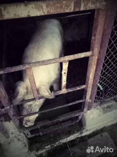 Хряк ландрас