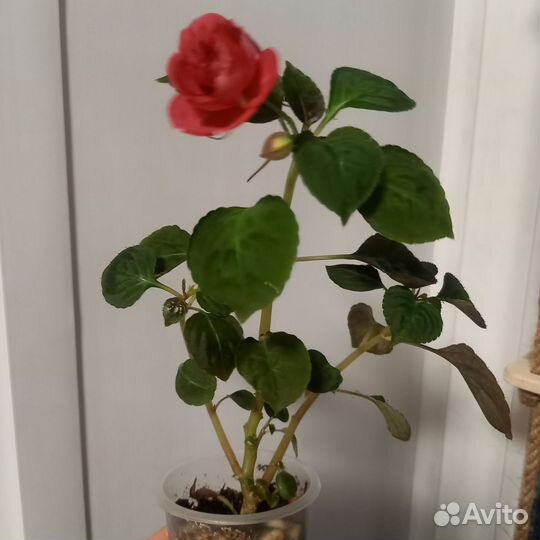 Бальзамин махровый