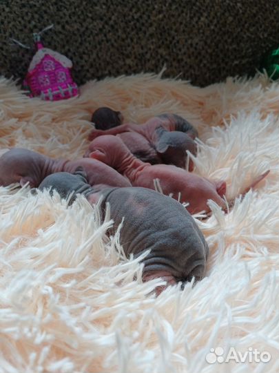 Продаются котята