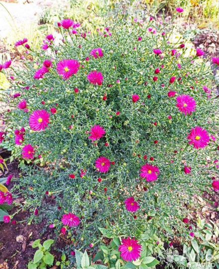 Хризантемы, лилейник, традесканция, гортензия