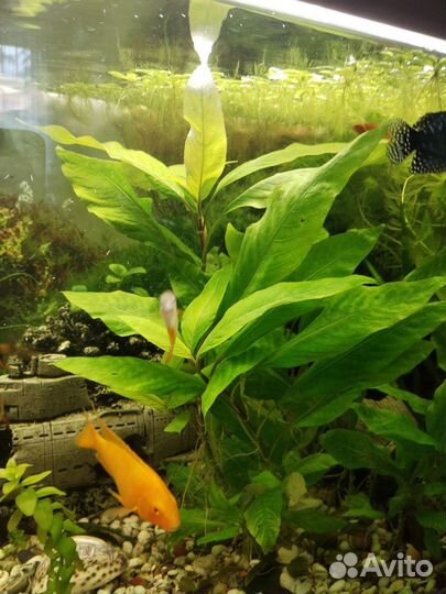 Аквариумное растение