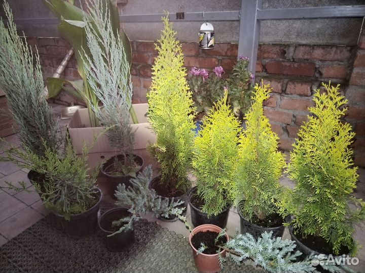 Можжевельник и туя