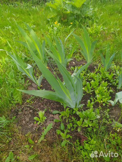 Мелисса,тархун,шнитт лук,ромашка,ирис