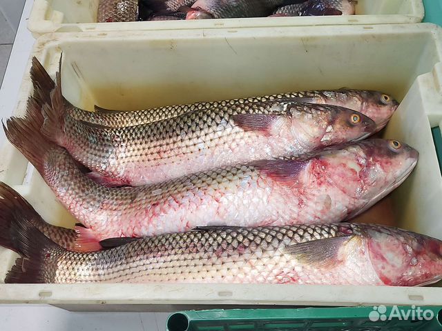 Рыба живая Карп Форель Сазан Судак