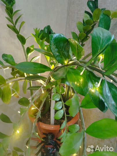 Замиокулькас