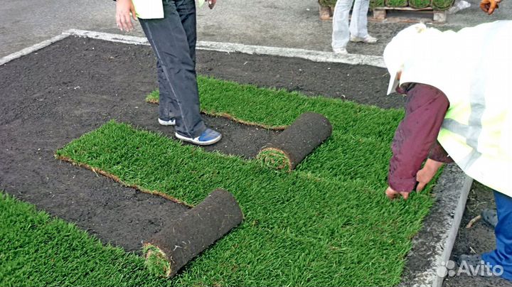 Рулонный газон от производителя - укладка