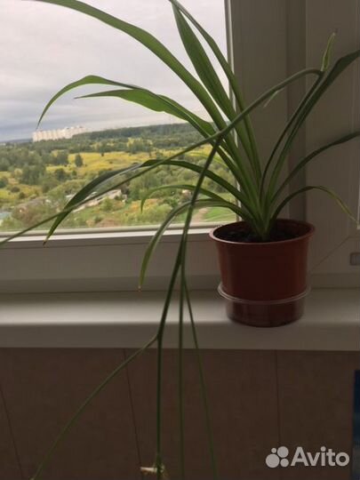 Хлорофитум зелёный