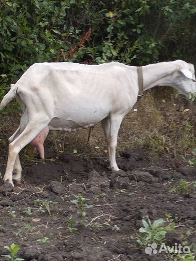 Продам козу дойную (зааненская)