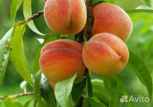 Саженцы персика Биг Сан Хина