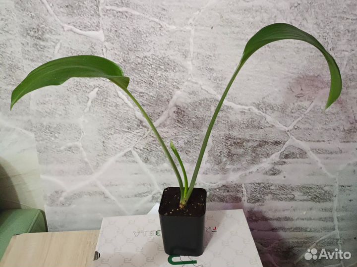 Эухарис амазонская лилия