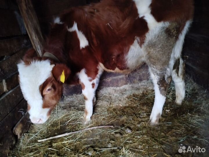 Бычки и быки