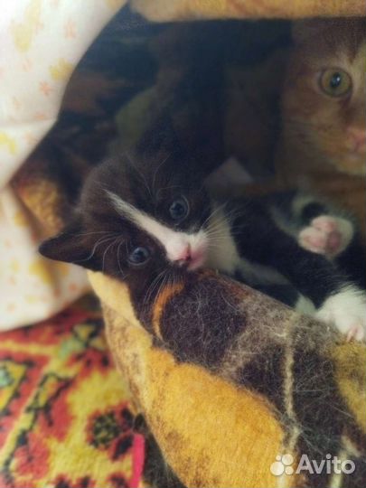 Отдам котят