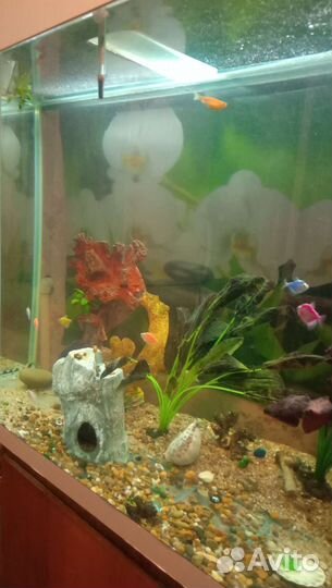 Аквариум