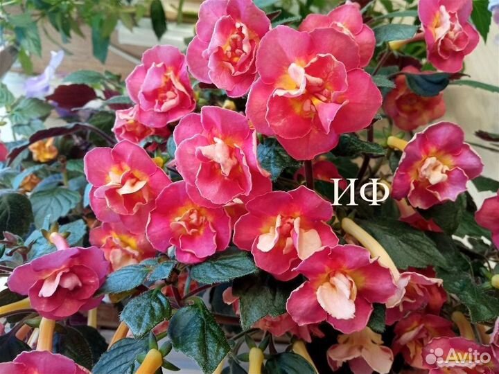 Ахименесы ризомы