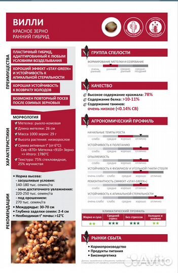 Сорго зерновое