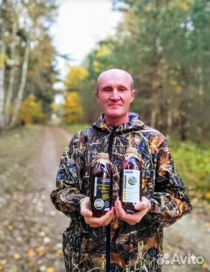 Гриб трамета на масле