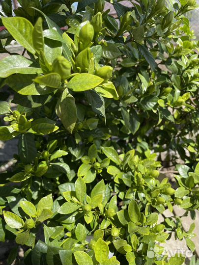 Гардения жасминовидная