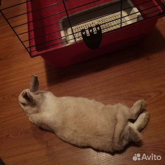 Декоративные кролики