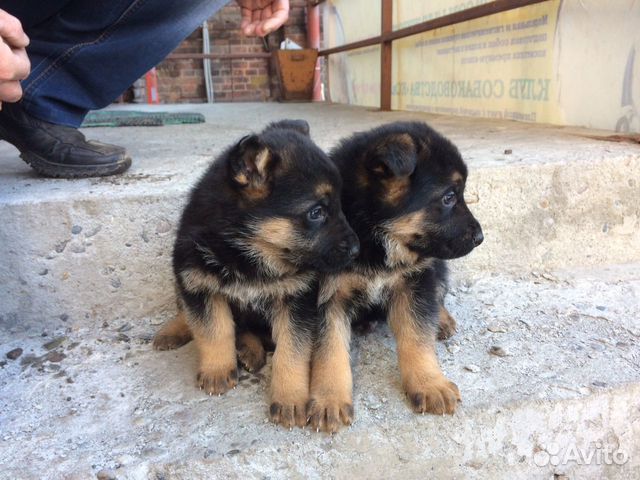 немецкая овчарка для объявления. щенки немецкой овчарки бийск. щенки немецкой овчарки луганск купить. кутята немецкой овчарки. отдам собак щенят овчарки бийск.