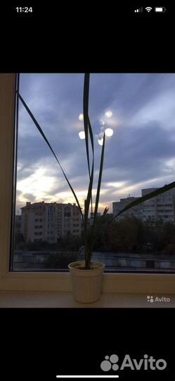 Финиковая пальма