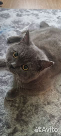 Британец дымчатый