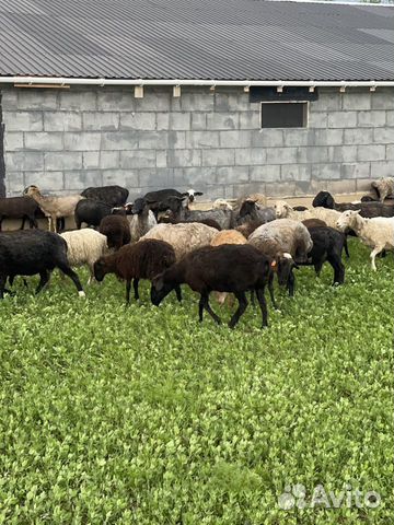 Овцы,матки,барашки,есть курдючные,большой выбор объявление продам