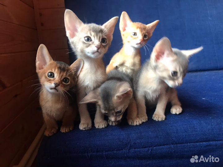Абиссинские котята