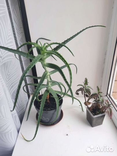 Алоэ лечебный 5 л каланхоэ подарок