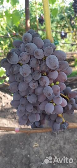 Виноград