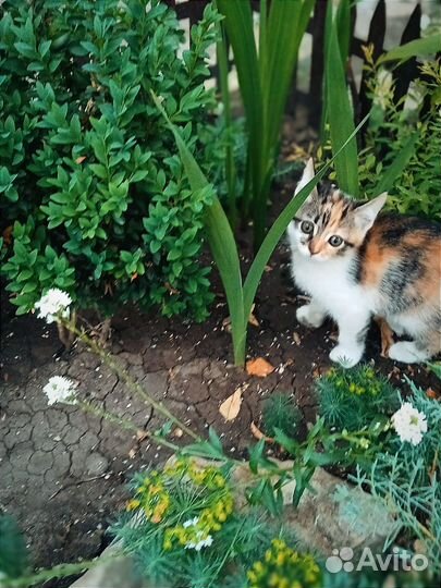 Кошечка 2 месяца