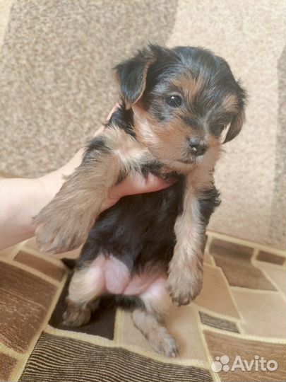 Щенки Йорка