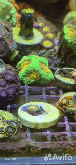 Живые кораллы в морской аквариум