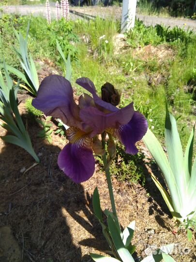 Ирис, астильба