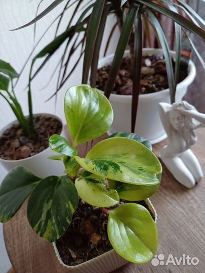 Пеперомия вариегатная