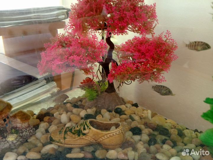 Рыбки Цихлиды