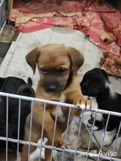 Собака в добрые руки щенок