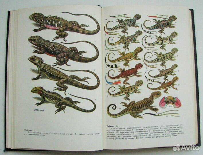 Определитель земноводных и пресмыкающихся СССР