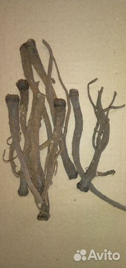 Корень лопуха
