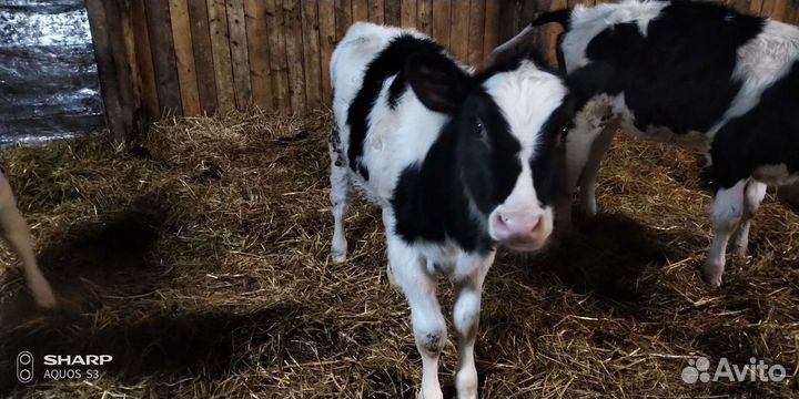 Холмогоры Голштины Бычки Тёлки