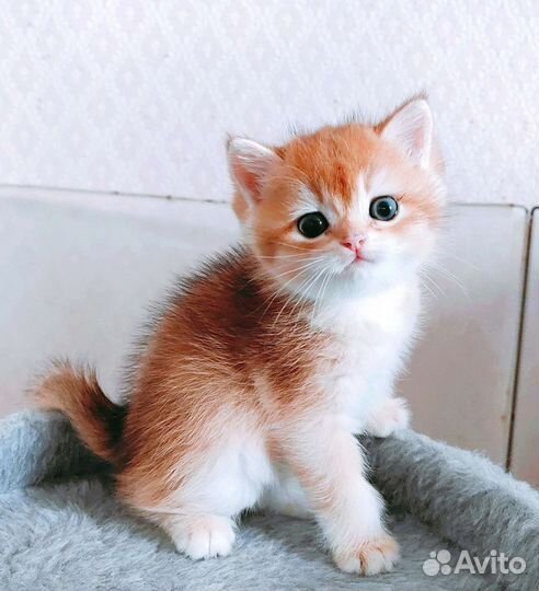 Британский малыш ny12