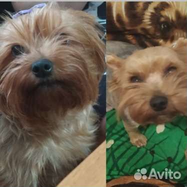 Йоршский терьер