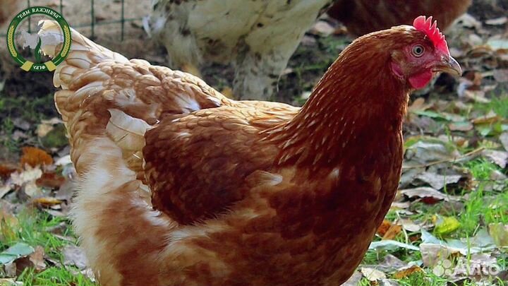 Куры несушки Белые