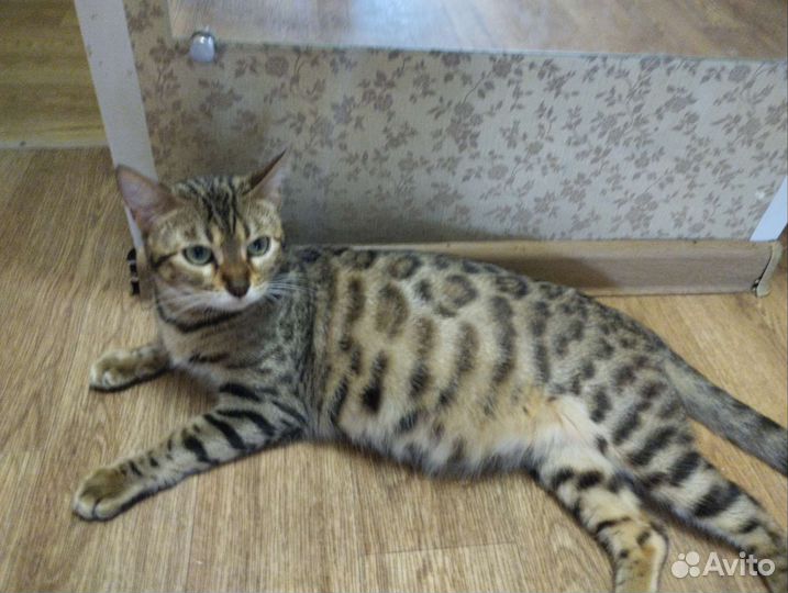 Бенгальская кошка